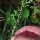 Genista berberidea LangeGenista berberidea Lange