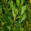 Myrica gale L.Myrica gale L.