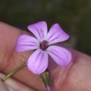 Geranium robertianum L.Geranium robertianum L.