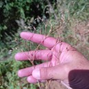 Juncus bufonius L.Juncus bufonius L.