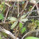 Pinguicula lusitanica L.Pinguicula lusitanica L.