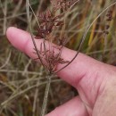 Cyperus longus L.Cyperus longus L.