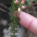 Erica cinerea L.Erica cinerea L.