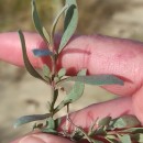 Halimione portulacoides (L.) AellenHalimione portulacoides (L.) Aellen