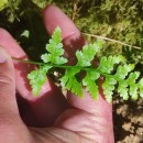 Asplenium adiantum-nigrum  L.Asplenium adiantum-nigrum  L.