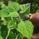 Physalis peruviana L.Physalis peruviana L.