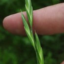 Bromus catharticus VahlBromus catharticus Vahl