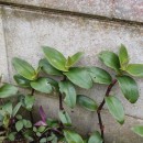 Tradescantia cerinthoides KunthTradescantia cerinthoides Kunth