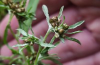 Gnaphalium uliginosum L.Gnaphalium uliginosum L.