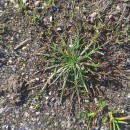 Plantago coronopus L.Plantago coronopus L.