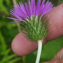 Galactites tomentosa MoenchGalactites tomentosa Moench