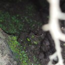 Schistostega pennata (Hedw.) F. Weber & D. MohrSchistostega pennata (Hedw.) F. Weber & D. Mohr