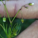 Spergula arvensis L.Spergula arvensis L.