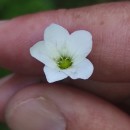 Arenaria montana L.Arenaria montana L.