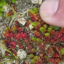 Crassula tillaea Lest.-Garl.Crassula tillaea Lest.-Garl.