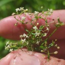 Galium album Mill.Galium album Mill.