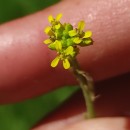 Sisymbrium officinale (L.) Scop.Sisymbrium officinale (L.) Scop.