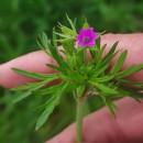 Geranium dissectum L.Geranium dissectum L.
