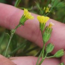 Lapsana communis L.Lapsana communis L.