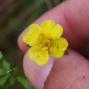 Potentilla erecta (L.) Raeusch.Potentilla erecta (L.) Raeusch.