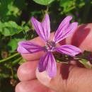 Malva sylvestris L.Malva sylvestris L.