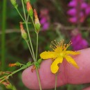 Hypericum pulchrum L.Hypericum pulchrum L.