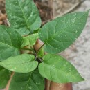 Solanum dulcamara L.Solanum dulcamara L.