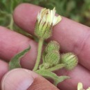 Andryala integrifolia L.Andryala integrifolia L.