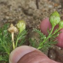 Matricaria discoidea DC.Matricaria discoidea DC.