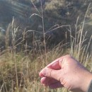 Deschampsia cespitosa (L.) P.Beauv.Deschampsia cespitosa (L.) P.Beauv.