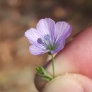 Linum bienne Mill.Linum bienne Mill.