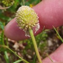 Anthemis arvensis L. subsp. arvensisAnthemis arvensis L. subsp. arvensis