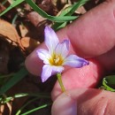 Romulea bulbocodium (L.) Sebast. & MauriRomulea bulbocodium (L.) Sebast. & Mauri