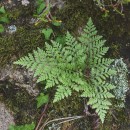 Davallia canariensis (L.) Sm.Davallia canariensis (L.) Sm.