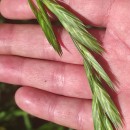 Bromus catharticus VahlBromus catharticus Vahl