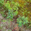 Euphorbia segetalis L.Euphorbia segetalis L.