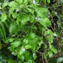 Pentaglottis sempervirens (L.) Tausch ex L.H. BaileyPentaglottis sempervirens (L.) Tausch ex L.H. Bailey