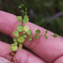 Lysimachia tenella L.Lysimachia tenella L.