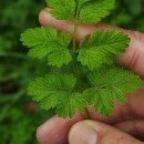 Chaerophyllum temulum L.Chaerophyllum temulum L.