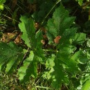 Heracleum sphondylium L. subsp. sphondyliumHeracleum sphondylium L. subsp. sphondylium