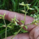 Cerastium glomeratum Thuill.Cerastium glomeratum Thuill.