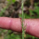 Molinia caerulea (L.) MoenchMolinia caerulea (L.) Moench