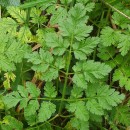 Chaerophyllum temulum L.Chaerophyllum temulum L.