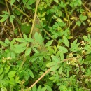 Ceratocapnos claviculata (L.) LidénCeratocapnos claviculata (L.) Lidén