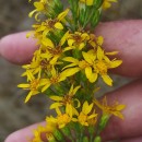Solidago virgaurea L. subsp. minuta (L.) Arcang.Solidago virgaurea L. subsp. minuta (L.) Arcang.