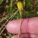 Leontodon saxatilis Lam.Leontodon saxatilis Lam.