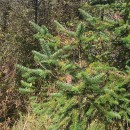 Pseudotsuga menziesii (Mirb.) FrancoPseudotsuga menziesii (Mirb.) Franco
