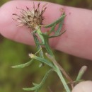 Centaurea limbata Hoffmanns. & LinkCentaurea limbata Hoffmanns. & Link