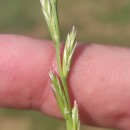 Lolium perenne L.Lolium perenne L.