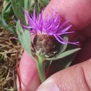 Centaurea nigra L. subsp. rivularis (Brot.) Cout.Centaurea nigra L. subsp. rivularis (Brot.) Cout.